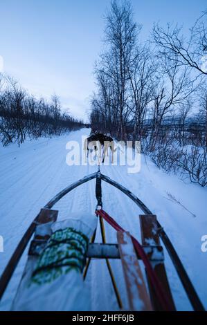 Dog Sledding in Swedish Lapland, winter. Sweden Stock Photo