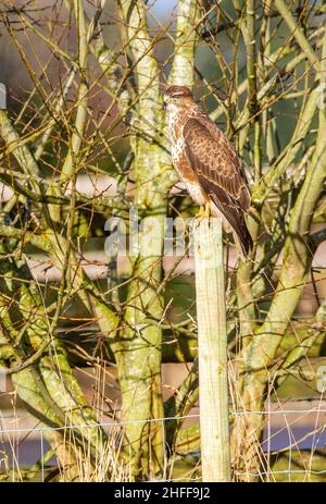 Common Buzzard Buteo buteo perched on a fence post in the English countryside Stock Photo