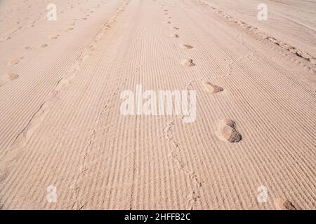 High angle view of footprints of man and bird on sand in desert. Stock Photo