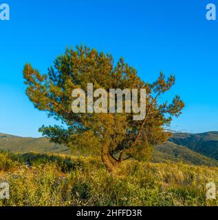 lonely tree in sunset Stock Photo