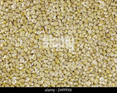 Pine nuts without husk top view. Pine nuts in a package closeup. Lots of pine nuts background. Vacuum packed nuts. Stock Photo