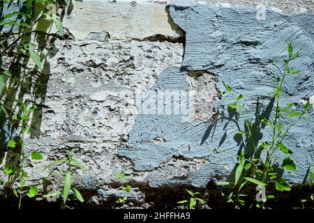 Cracked Wall Cement with Weeds Growing from Below Stock Photo