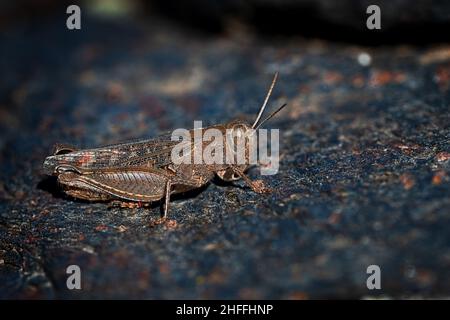 Orthoptera are paurometabolic insects with chewy mouthparts. Stock Photo