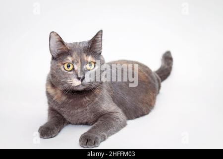 Cute gray cat with big eyes and smooth fur on a white background . Burmese breed. A pet. Stock Photo