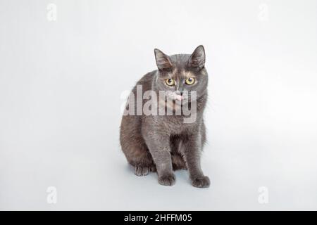 Cute gray cat with big eyes and smooth fur on a white background . Burmese breed. A pet. Stock Photo