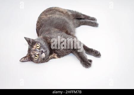 Cute gray cat with big eyes and smooth fur on a white background . Burmese breed. A pet. Stock Photo