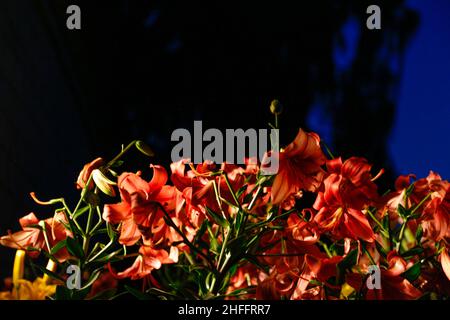 Red lily flowers silhouette in the night. Dark bush of pink decorative lily flowers. Beautiful Lily flower on black dark background. Lilium Stock Photo