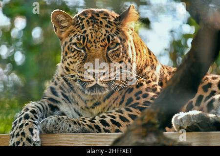 Amur Leopard Close Up, Watchful Stock Photo