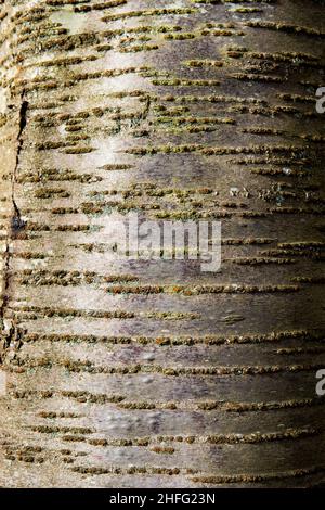 Single tree trunk photographed close-up to show the patterns and texture Stock Photo