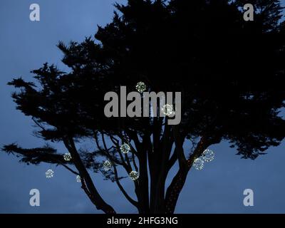Christmassy tree, decorated outdoors with lights. Stock Photo