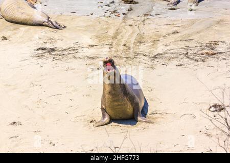 shouting male sea lion at the sandy beach Stock Photo