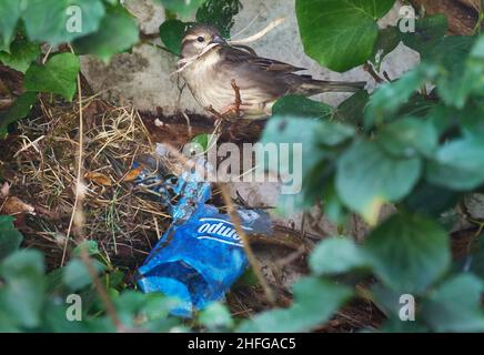 Berlin, Germany. 20th Apr, 2021. 20.04.2021, Berlin. A female house sparrow (Passer domesticus) sits in a hedge of ivy at her nest with nesting material in her beak. In the nest, the sparrows have obstructed an old plastic wrapper for disposable handkerchiefs. Credit: Wolfram Steinberg/dpa Credit: Wolfram Steinberg/dpa/Alamy Live News Stock Photo