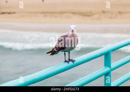 seagull sitting at the pier on the rail Stock Photo