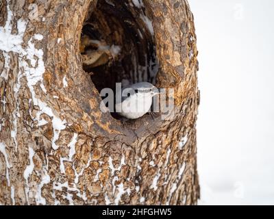 Nuthatch with seed of the sunflower in beak sits near hollow of a tree trunk. Eurasian nuthatch or wood nuthatch, lat. Sitta europaea, Stock Photo
