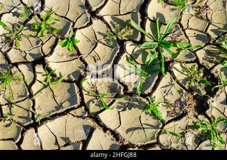 Green plants growing from cracked earth Stock Photo