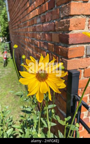 Maximilian sunflower (Helianthus maximiliani) is a North American species of sunflower. This sunflower is named for Prince Maximilian of Wied-Neuwied, Stock Photo