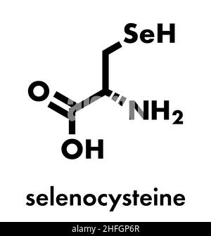 Selenocysteine molecular structure. Selenocysteine skeletal chemical ...