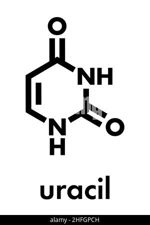 Uracil (U) nucleobase molecule. Present in ribonucleic acid (RNA). Skeletal formula. Stock Vector