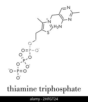 Thiamine triphosphate molecule. Skeletal formula. Stock Vector