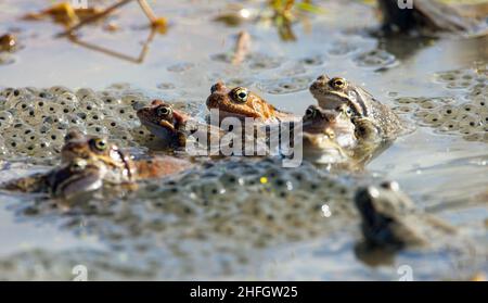 European Common brown Frog in latin Rana temporaria with eggs Stock Photo