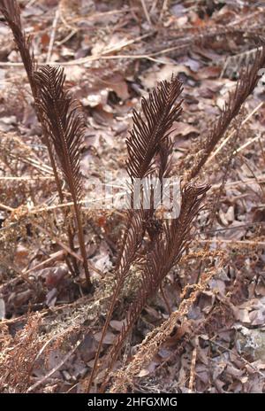 Matteuccia struthiopteris hardy fern Stock Photo - Alamy