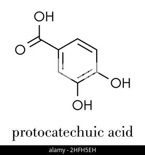 Protocatechuic acid (PCA) green tea antioxidant molecule. Skeletal formula. Stock Vector