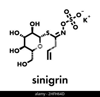 Sinigrin glucosinolate molecule. Present in some cruciferous vegetables (Brussels sprouts, broccoli, black mustard, etc). Skeletal formula. Stock Vector