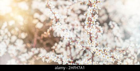 Beautiful flowering tree branches in the sun. Spring background with space to copy. Selective focus. Stock Photo