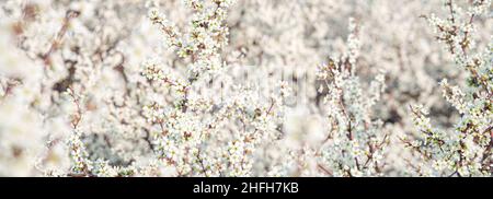 Beautiful, gentle spring background with flowering tree branches. For spring and Easter cards. Selective focus. Panorama Stock Photo