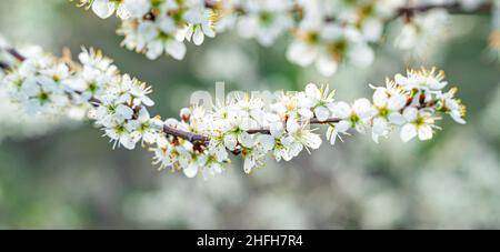 A blooming tree branch on the background of nature. Beautiful floral spring background. Selective focus. The concept of spring, Easter. Stock Photo