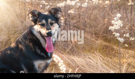 The dog is resting on a walk in nature in early spring in the rays of the morning sun. Side view, copy space. Stock Photo