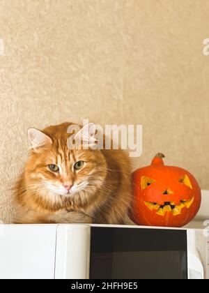 Portrait of a beautiful red-haired domestic cat sitting on a microwave oven next to a cheerful Halloween pumpkin Stock Photo