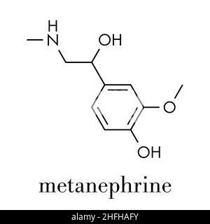 Metanephrine (metadrenaline) molecule. Metabolite of epinephrine that is biomarker for pheochromocytoma. Skeletal formula. Stock Vector