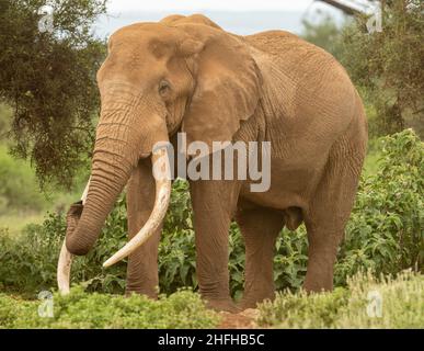 Big tusker bull elephant grazing in Amboseli National Park.