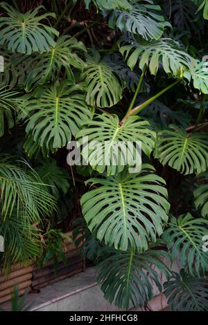 Monstera deliciosa with big green leaves growing outdoors in summer in  tropical region Stock Photo - Alamy
