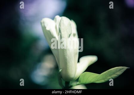 Beautiful close up white magnolia flowers. Blooming magnolia tree in the spring. Selective focus, close-up Stock Photo