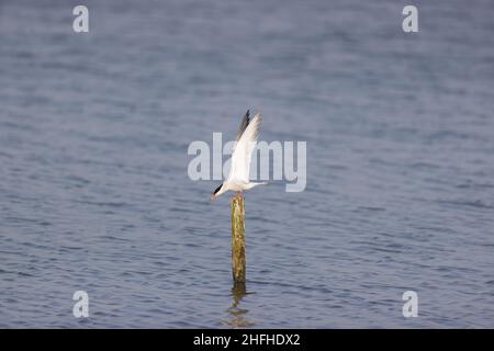 Common Tern (Sterna hirundo) summer plumage adult stretching wings Stock Photo