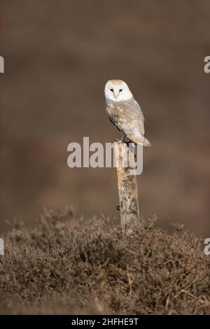 Barn owl (Tyto alba) adult perched on post in heathland Stock Photo