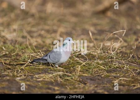 Stock Dove (Columba oenas) adult standing on ground Stock Photo