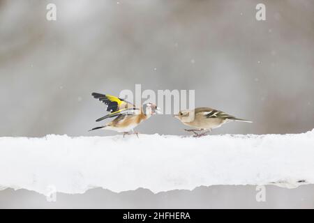 European goldfinch (Carduelis carduelis) adult and Common chaffinch (Fringilla coelebs) adult female fighting on snow covered fence Stock Photo