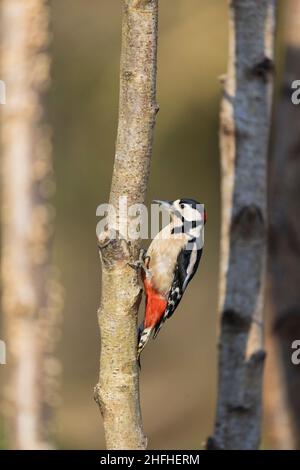 Great Spotted Woodpecker (Dendrocopos major) adult male perched on Silver Birch (Betula pendula) trunk Stock Photo