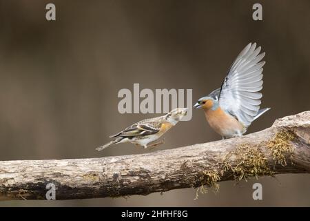 Brambling (Fringilla montifringilla) adult female and Common chaffinch (Fringilla coelebs) adult male fighting Stock Photo