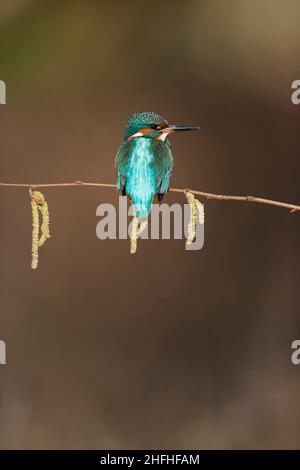 Common kingfisher (Alcedo atthis) adult male perched on Hazel (Corylus avellana) twig with catkins Stock Photo