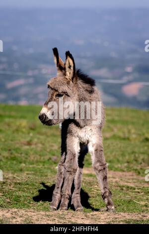 Portrait of a young cute donkey in a field on a sunny day. Stock Photo