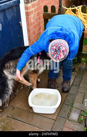 Lady washing the dirt off German Shepherds legs and paws  after country walk Hook Norton Oxfordshire England uk. Stock Photo