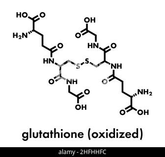 Glutathione (oxidized glutathione, GSSG) molecule. Skeletal formula Stock  Vector Image & Art