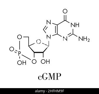 Cyclic guanosine monophosphate (cGMP) molecule. Sheet of paper in a ...