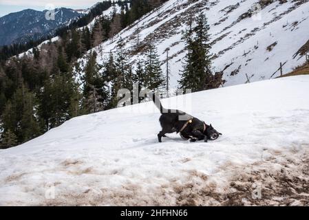 A dog playing aroung and rolling himself during a hike in the Bavarian mountains, Germany Stock Photo