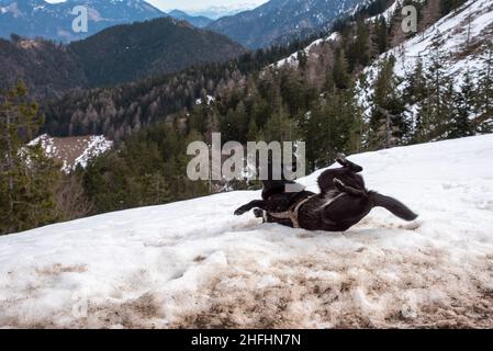 A dog playing aroung and rolling himself during a hike in the Bavarian mountains, Germany Stock Photo