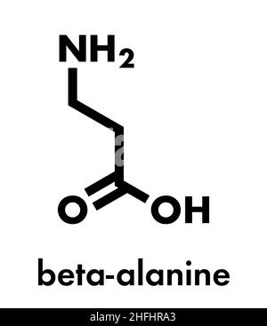 Beta-alanine molecule. Naturally occurring beta amino acid. Precursor of carnosine. Athletes often use beta-alanine supplements. Skeletal formula. Stock Vector